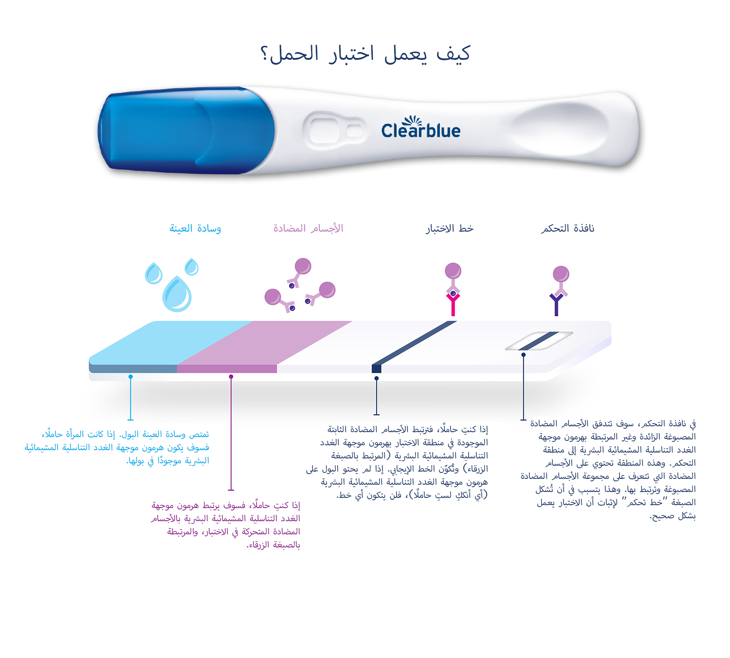 اختبار الحمل Clearblue DIGITAL مصحوبًا برسم يوضح المقطع العرضي للاختبار لإظهار كيفية عمل اختبار الحمل.